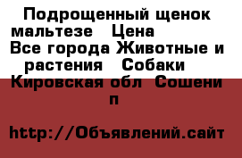 Подрощенный щенок мальтезе › Цена ­ 15 000 - Все города Животные и растения » Собаки   . Кировская обл.,Сошени п.